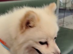 -顺强宠物诊所·狂犬免疫·夜诊·骨科(嘉定店)