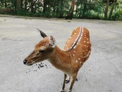 -武陵山森林公园