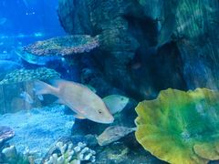 -华夏文旅海洋公园