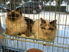 -多卡布奇宠物生活馆(上林世家店)