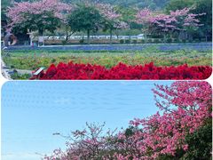 -丹樱生态园