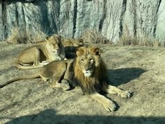 -北京野生动物园