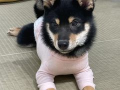 -逗柴咖啡屋·狗咖猫咖宠物桌游