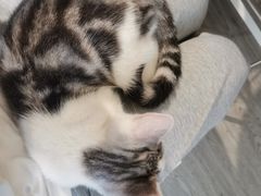 -猫亿天猫咖