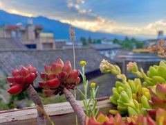 -喵屿·大理花园猫咖