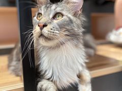 -瞄一喵猫咖(格力海岸店)