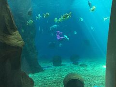 -北戴河圣蓝海洋公园