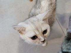 -三花喵·撸猫购宠·宠物生活馆(虹桥南丰城店)