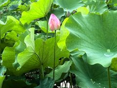-百翠山居.家飨餐厅