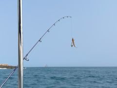 -小猫钓鱼海钓俱乐部(椰梦长廊店)