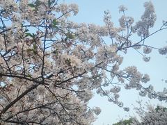 -高东镇樱花园