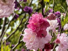 -南汇桃花村