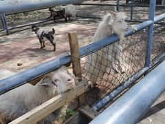 -长白岛森林公园