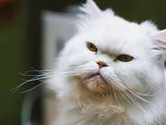 -猫亿天猫咖