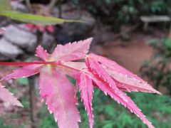 -火炉山森林公园
