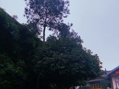 -铁山坪森林公园