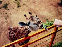 -西霞口神雕山野生动物世界