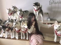 -Husky Go! 哈士奇体验馆·宠物咖啡厅狗咖