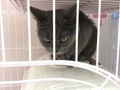 -藏猫猫咖啡主题馆(中央大道店)