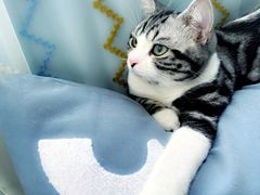 -猫大福·Fortune Cat猫舍(百子湾店)