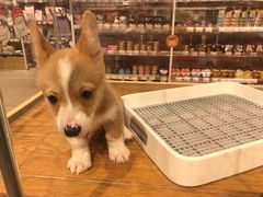 -狗道宠物(常熟印象城店)