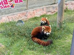 -灵玲国际马戏城