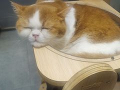 -飞行喵MR PILOT|猫舍·猫咖(静安大融城店)