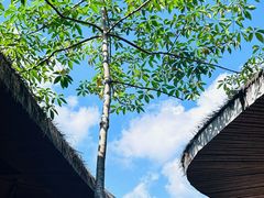 -海南槟榔谷黎苗文化旅游区