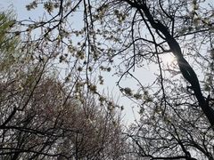 -桃花堤公园