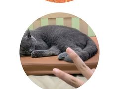 -藏猫猫咖啡主题馆(中央大道店)