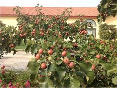 红果树-意大利农场度假村