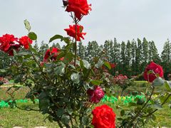 -上海长兴岛郊野公园