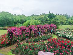 -上海滨江森林公园