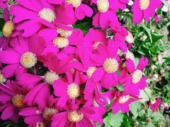 -重庆市江北嘴中央商务区中央公园