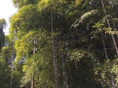 -苏州上方山国家森林公园