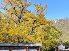 -青岛崂山太清宫