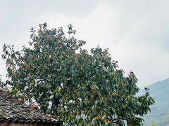 -杨家堂村