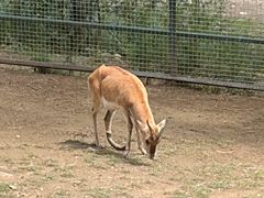 -青藏高原野生动物园