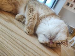 -有喵·猫咖·狗咖·30几只猫10只小狗(岗厦店)