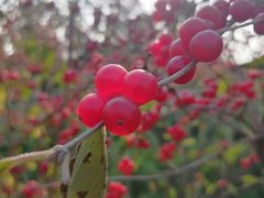 -永定河休闲森林公园