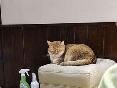 -逗柴咖啡屋·狗咖猫咖宠物桌游