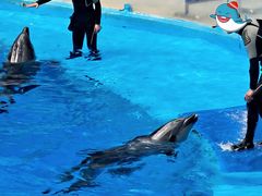 -海合安成都极地海洋公园