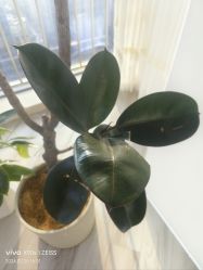 -HEYAN荷妍专业脱毛连锁机构