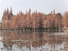 -白鹭湾湿地公园