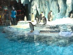 -帝企鹅自助餐厅•儿童岛•真企鹅(长隆企鹅酒店)