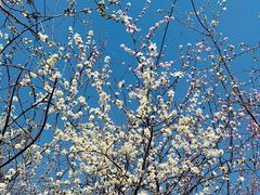 -大兴滨河森林公园