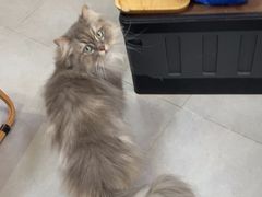 -Heymao猫咖.咖啡厅(东门店)