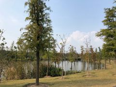 -上海长兴岛郊野公园