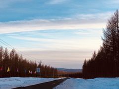 -乌兰布统景区-白桦林