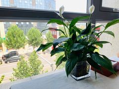 -大鸭梨烤鸭(枣园店)